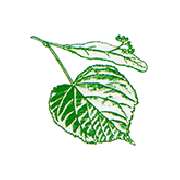 Linden-Apotheke Lichterfelde - Logo der Linden-Apotheke Lichterfelde