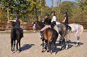Lindenhof - Reitstall Stut - GALLERY