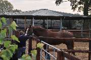 Lindenhof - Reitstall Stut - GALLERY