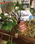 Löwen Apotheke - Allergiebehandlung