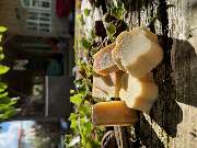 löwenstier Haarentfernung mit Sugaring & Seifen Manufaktur mit Ladenverkauf - GALLERY