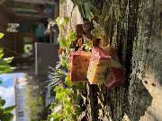 löwenstier Haarentfernung mit Sugaring & Seifen Manufaktur mit Ladenverkauf - GALLERY