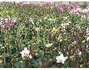 Löwer grün erleben Blumen - GALLERY