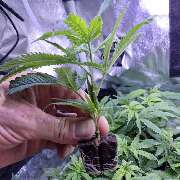 Steckling von Lords of Weed