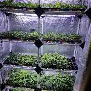 Zelt mit Stecklingen von Lords of Weed