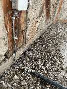 Lutz und Lutz - Taubenkotentfernung