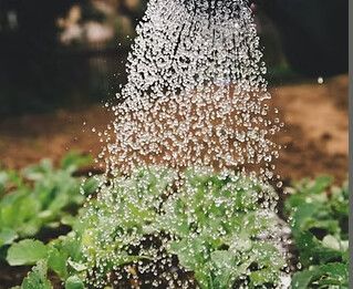 Luwa Gartenbau - Luwa Gartenbau