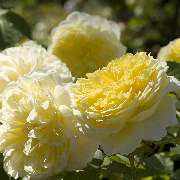 M. Hörmann Baumschulen - GALLERY