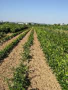 M. Hörmann Baumschulen - GALLERY