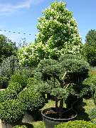 M. Hörmann Baumschulen - GALLERY