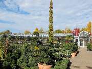 M. Hörmann Baumschulen - GALLERY