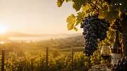 M1-Weine - GALLERY