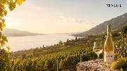 M1-Weine - GALLERY