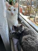 Maggy's Mobiler Katzenservice Unna - GALLERY