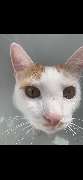 Maggy's Mobiler Katzenservice Unna - GALLERY