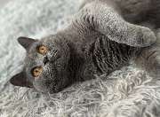Maggy's Mobiler Katzenservice Unna - GALLERY