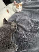 Maggy's Mobiler Katzenservice Unna - GALLERY
