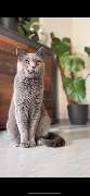 Maggy's Mobiler Katzenservice Unna - GALLERY