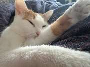 Maggy's Mobiler Katzenservice Unna - GALLERY