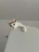 Maggy's Mobiler Katzenservice Unna - GALLERY
