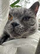 Maggy's Mobiler Katzenservice Unna - GALLERY