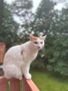 Maggy's Mobiler Katzenservice Unna - GALLERY