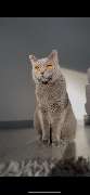 Maggy's Mobiler Katzenservice Unna - GALLERY