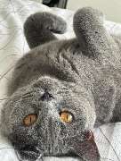 Maggy's Mobiler Katzenservice Unna - GALLERY