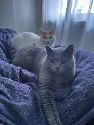 Maggy's Mobiler Katzenservice Unna - GALLERY