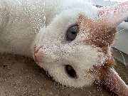 Maggy's Mobiler Katzenservice Unna - GALLERY