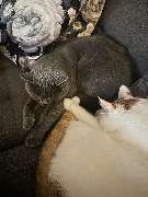 Maggy's Mobiler Katzenservice Unna - GALLERY
