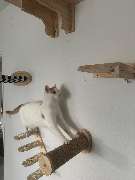 Maggy's Mobiler Katzenservice Unna - GALLERY