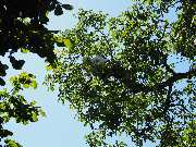 Marcus Klemm Fachagrarwirt Baumpflege - GALLERY