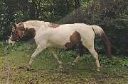 Marianne's Reiten - GALLERY