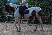 Marianne's Reiten - GALLERY