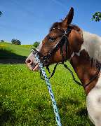 Marianne's Reiten - GALLERY