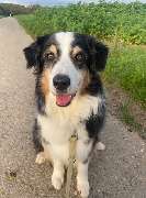 marionsalltagshunde mobile Hundetrainerin - 4