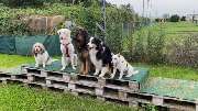 marionsalltagshunde mobile Hundetrainerin - 5