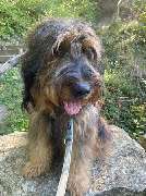 marionsalltagshunde mobile Hundetrainerin - 6