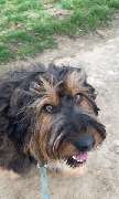 marionsalltagshunde mobile Hundetrainerin - 7