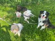 marionsalltagshunde mobile Hundetrainerin - 8