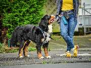 Martin Rütter Hundeschule Dresden/Bautzen - GALLERY