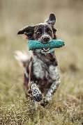 Martin Rütter Hundeschule Mainz / Bad Kreuznach - Martin Rütter Hundeschule Mainz / Bad Kreuznach zeigt gezieltes Apportiertraining. Der Hund arbeitet konzentriert, bringt den Dummy zurück und fördert Auslastung und Bindung.
