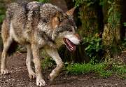 MASCHINENRING in Neustadt & Weiden - Wolf