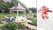 Mathildengarten - 1