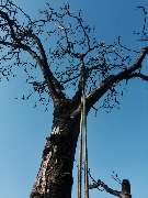 MayBaum - 2