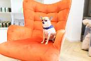 McGroomer Hundefriseure - 23
