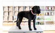 McGroomer Hundefriseure - 8