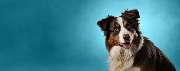 McGroomer Hundefriseure - 9