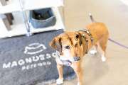 McGroomer Hundefriseure - McGroomer